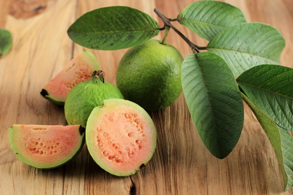 guava leaves - bearth_com