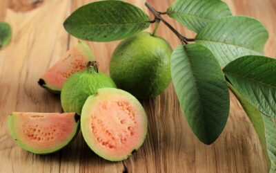 Guava Leaves: Nature’s Hidden Gem