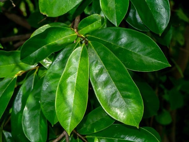 Soursop leaves